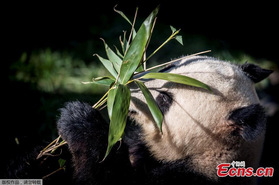 The panda Xing Er in the new enclosure in Copenhagen Zoo, Wednesday, on April 10, 2019. (Photo/Agencies)