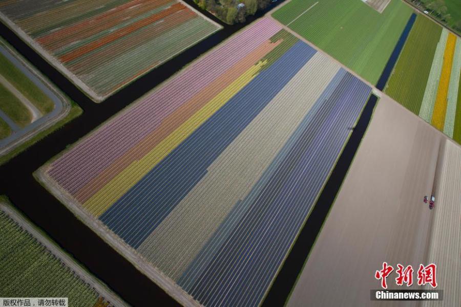 <?php echo strip_tags(addslashes(Photo shows the aerial view of flower fields in Lisse, Netherlands, April 10, 2019.  (Photo/Agencies))) ?>