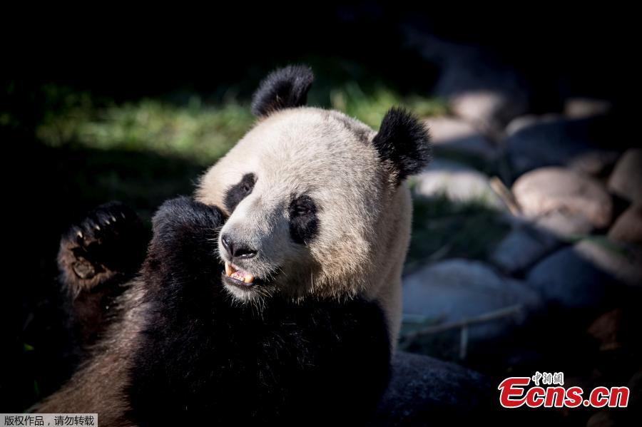 Photo taken on April 10, 2019 at Copenhagen\'s zoo shows the panda named Xing Er at an enclosure during the official presentation to the press of two pandas recently arrived from China.  (Photo/Agencies)