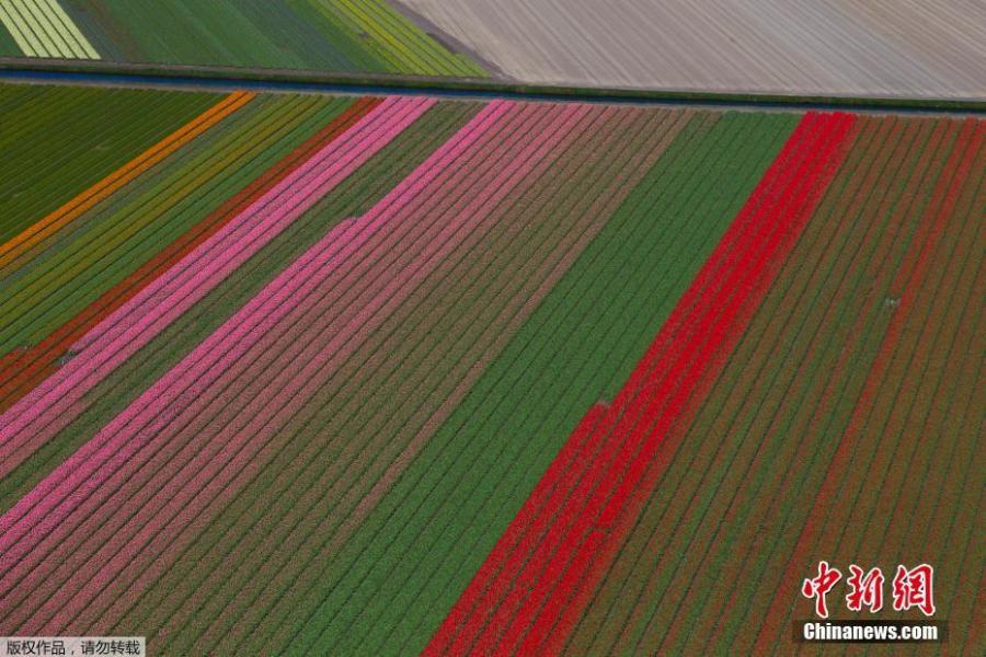 Photo shows the aerial view of flower fields in Lisse, Netherlands, April 10, 2019.  (Photo/Agencies)