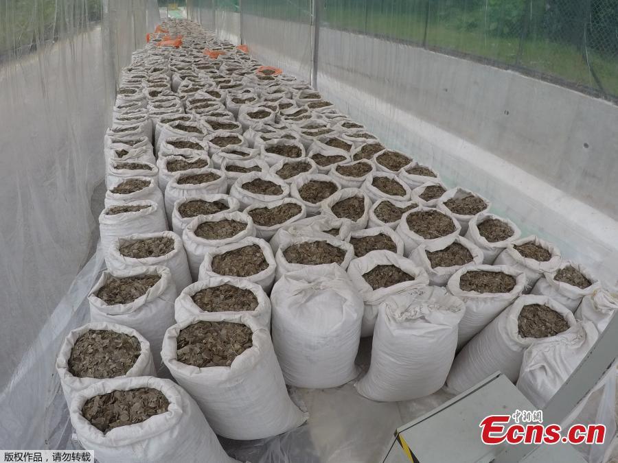 <?php echo strip_tags(addslashes(Pangolin scales that were seized by Singapore Customs and National Parks Board on April 8, 2019 are pictured in Singapore. The seizure of 12.7 tonnes of scales, worth an estimated $38 million, follows last week's haul of 12.9 tonnes. The scales in that seizure, the biggest of its kind worldwide in five years, were said to have come from about 17,000 pangolins.(Photo/Agencies))) ?>