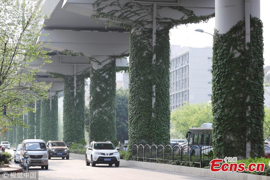 <?php echo strip_tags(addslashes(Creeping plants grow up a row of pillars connected to an elevated subway line in Shapingba District, Southwest China's Chongqing Municipality. Local authorities planted the green climbing plants to give a fresh look to the urban landscape. (Photo/VCG))) ?>