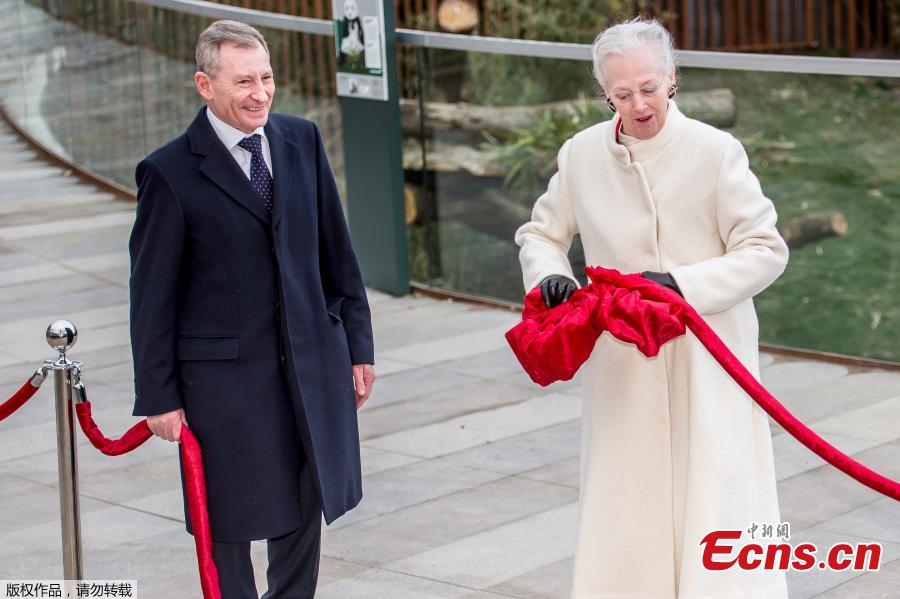 Danish Queen Margrethe II (R) with Chairman of the Copenhagen ZOO Joergen Horwitz (L) open the Panda house as part of the joint Danish-Chinese panda research project at the Zoo in Copenhagen, Denmark, on April 10, 2019.  (Photo/Agencies)