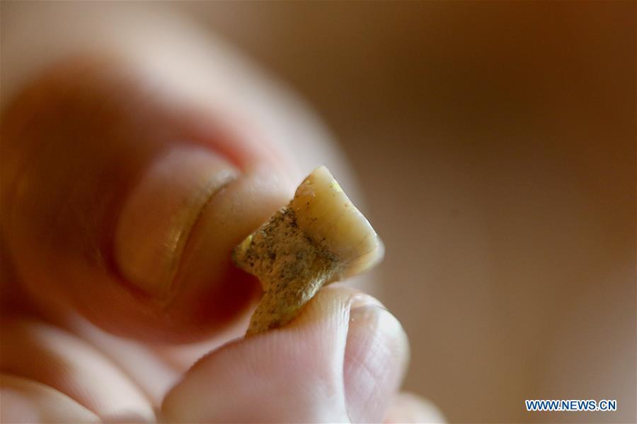 <?php echo strip_tags(addslashes(Filipino archeologist Armand Mijares shows a molar tooth as part of the set of fossils of a newly discovered human species called Homo luzonensis at the University of the Philippines in Quezon City, the Philippines, April 11, 2019. Found in Callao Cave on Luzon Island, the 50,000-year-old remains belong to a now extinct species of human. (Xinhua/Rouelle Umali))) ?>