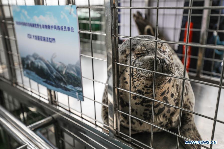 <?php echo strip_tags(addslashes(Photo taken on April 11, 2019 shows a spotted seal to be released back into the wild in Dalian, northeast China's Liaoning Province. Twenty-four spotted seals were released back into the wild on Thursday in the coastal city of Dalian. The 24 released seals were among 100 baby spotted seals that were illegally poached in February 2019, according to the provincial government. (Xinhua/Pan Yulong))) ?>
