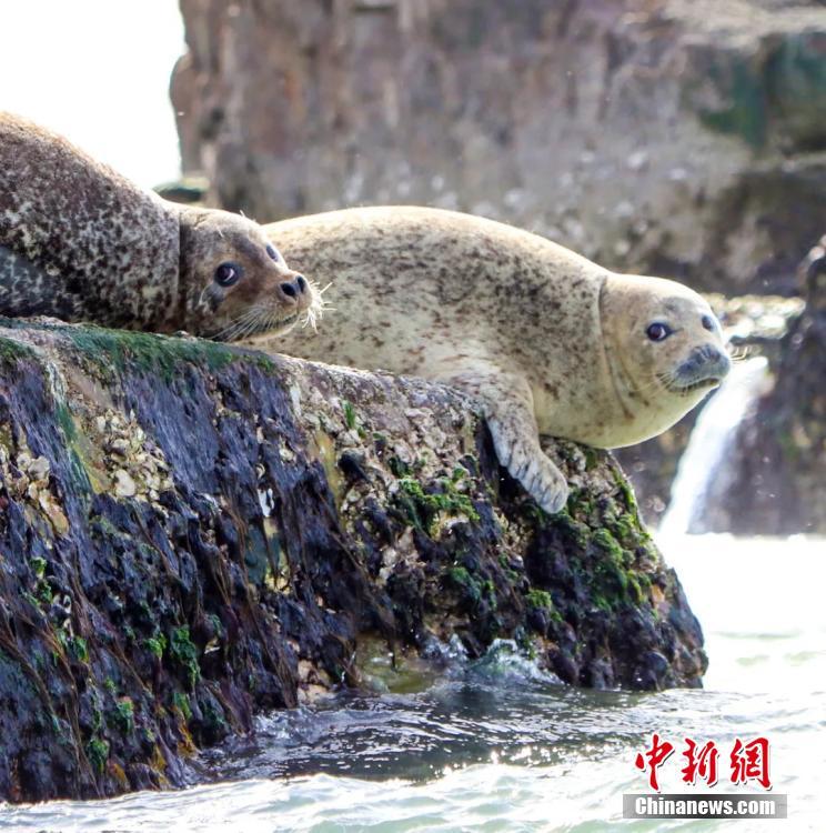 <?php echo strip_tags(addslashes(Wild spotted seals are seen in the sea near Changshan Island in Changdao County, Shandong Province. The spotted seals have recently migrated from Liaodong Bay to the area, which is rich with fish, shrimp and algae, to forage and stay for approximately two months. (Photo: China News Service/Wu Kun))) ?>