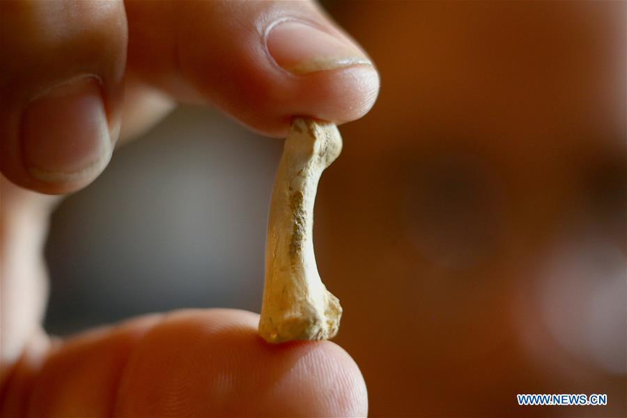 <?php echo strip_tags(addslashes(Filipino archeologist Armand Mijares shows a foot bone as part of the set of fossils of a newly discovered human species called Homo luzonensis at the University of the Philippines in Quezon City, the Philippines, April 11, 2019. Found in Callao Cave on Luzon Island, the 50,000-year-old remains belong to a now extinct species of human. (Xinhua/Rouelle Umali))) ?>