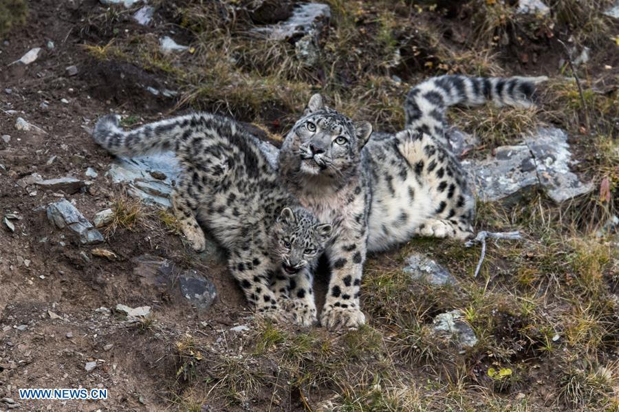 Photo taken on Oct. 22, 2017 shows a snow leopard with its cub at Three-river-source National Park in northwest China\'s Qinghai Province.  (Photo/Xinhua)

Snow leopards have been thriving in the Sanjiangyuan area thanks to government efforts to protect the wild animals and a crackdown on poaching. The latest figures show that more than 1,000 snow leopards have been found in the area.

Since 2016, the population of wild animals such as snow leopards, brown bears and yaks in the area has been recovering, Jiu said. Snow leopards are a Class A protected animal in China and are classified as \