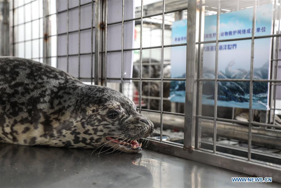<?php echo strip_tags(addslashes(Photo taken on April 11, 2019 shows a spotted seal to be released back into the wild in Dalian, northeast China's Liaoning Province. Twenty-four spotted seals were released back into the wild on Thursday in the coastal city of Dalian. The 24 released seals were among 100 baby spotted seals that were illegally poached in February 2019, according to the provincial government. (Xinhua/Pan Yulong))) ?>