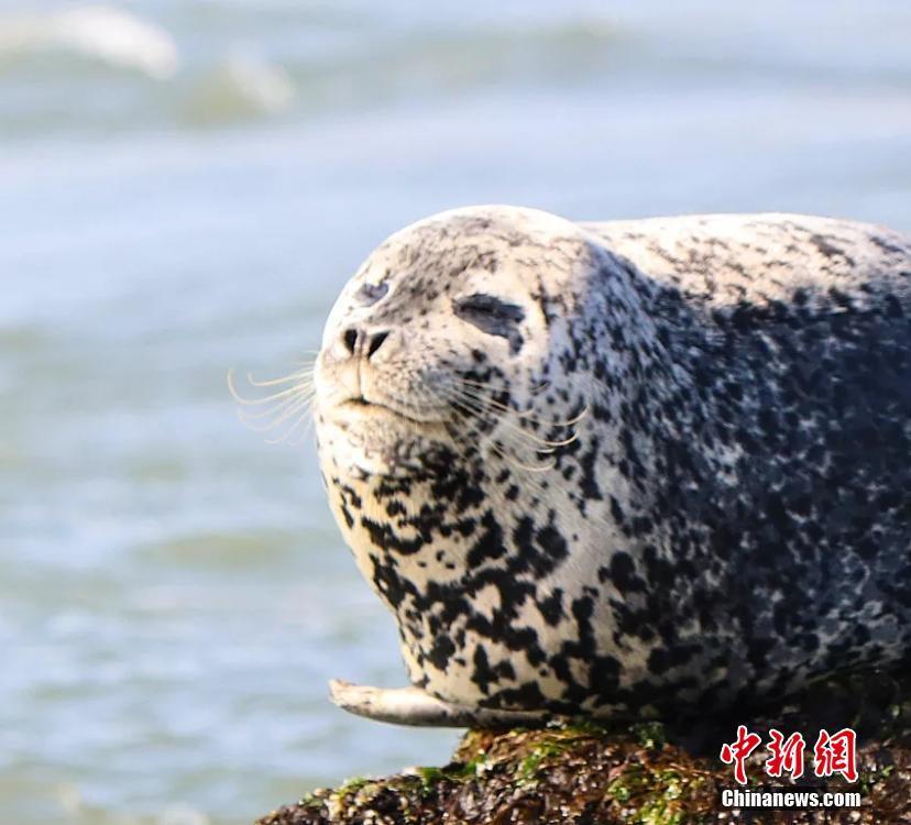 <?php echo strip_tags(addslashes(Wild spotted seals are seen in the sea near Changshan Island in Changdao County, Shandong Province. The spotted seals have recently migrated from Liaodong Bay to the area, which is rich with fish, shrimp and algae, to forage and stay for approximately two months. (Photo: China News Service/Wu Kun))) ?>