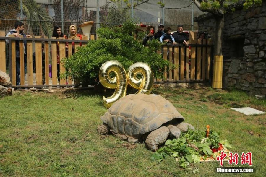 <?php echo strip_tags(addslashes(A turtle at a zoo in Kocaeli, Turkey celebrates its 99th birthday on Saturday, April 13, 2019. The turtle named Tuki was treated to a big vegetable cake for the occasion. Tuki is the oldest known turtle in Turkey.  (Photo/IC))) ?>