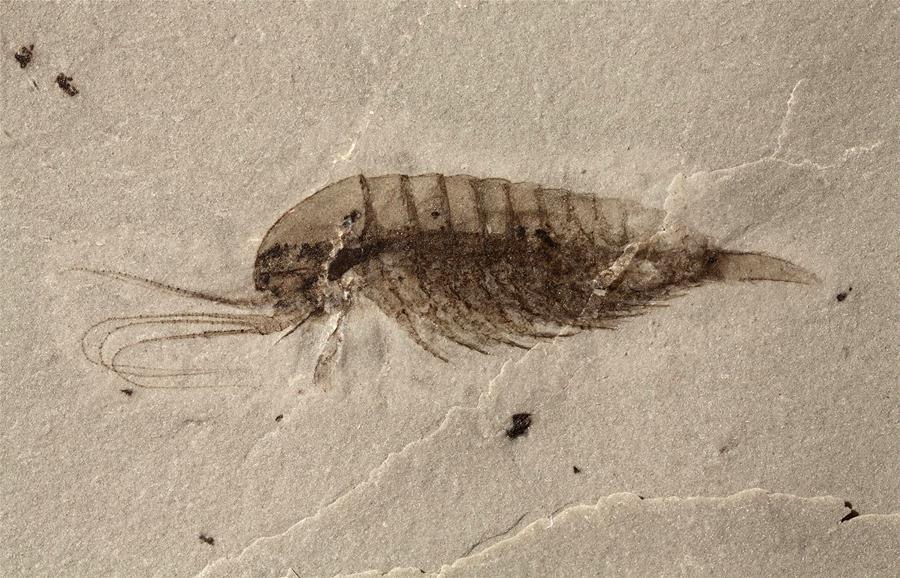 Undated file photo shows a fossil of Leanchoilia arthropod from the Qingjiang biota. (Xinhua/Northwest University)
