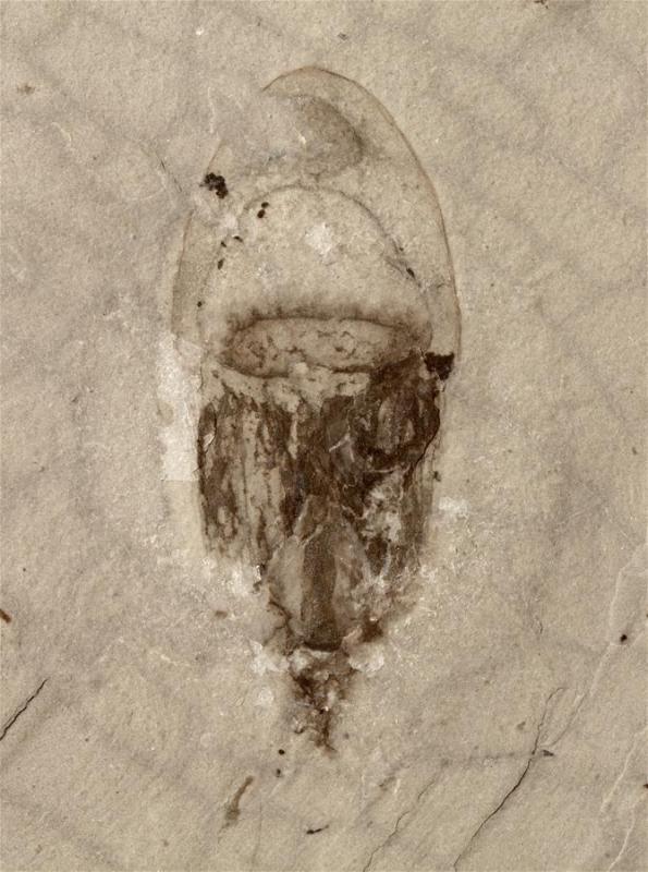 Undated file photo shows a fossil of jellyfish from the Qingjiang biota. (Xinhua/Northwest University)