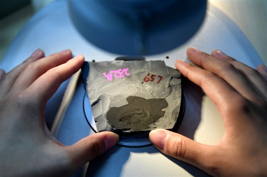 <?php echo strip_tags(addslashes(A student from the Department of Geology carries out research on a fossil from the Qingjiang biota in Northwest University in Xi'an, capital of northwest China's Shaanxi Province, April 8, 2019. (Xinhua/Liu Xiao))) ?>