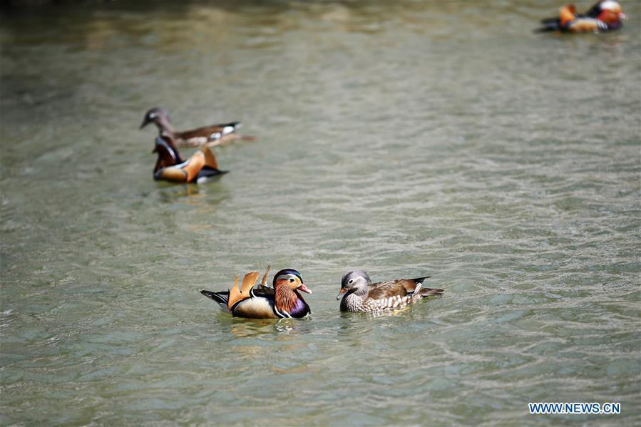 <?php echo strip_tags(addslashes(Photo taken on April 15, 2019 shows mandarin ducks at Zhaolin Park in Harbin, northeast China's Heilongjiang Province. (Xinhua/Wang Jianwei))) ?>