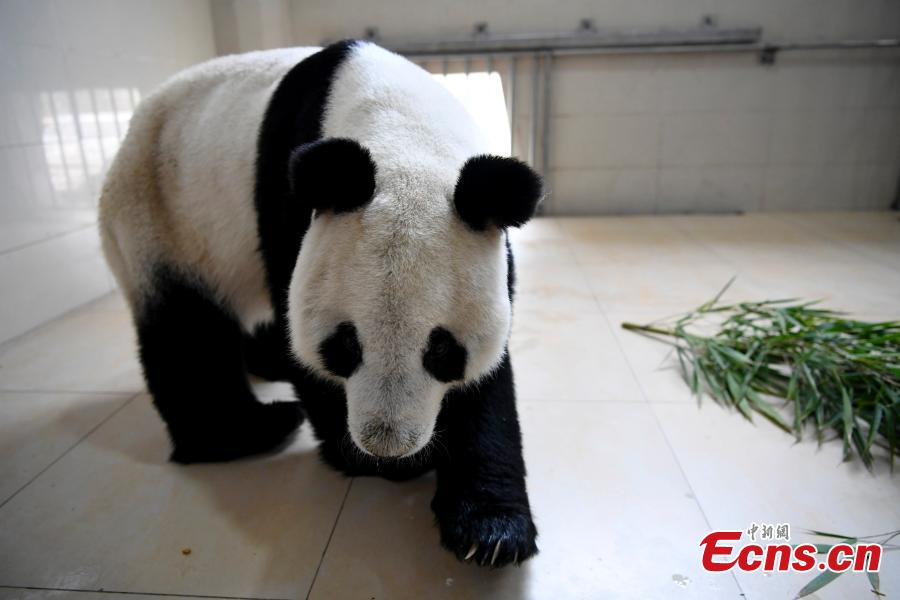 Giant panda Yuan Yuan, 20, is transported from the Shenshuping base of the China Conservation and Research Center for the Giant Panda to the Shuangliu International Airport on its way to Austria for a four-year collaborative research project, April 15, 2019. (Photo: China News Service/An Yuan)