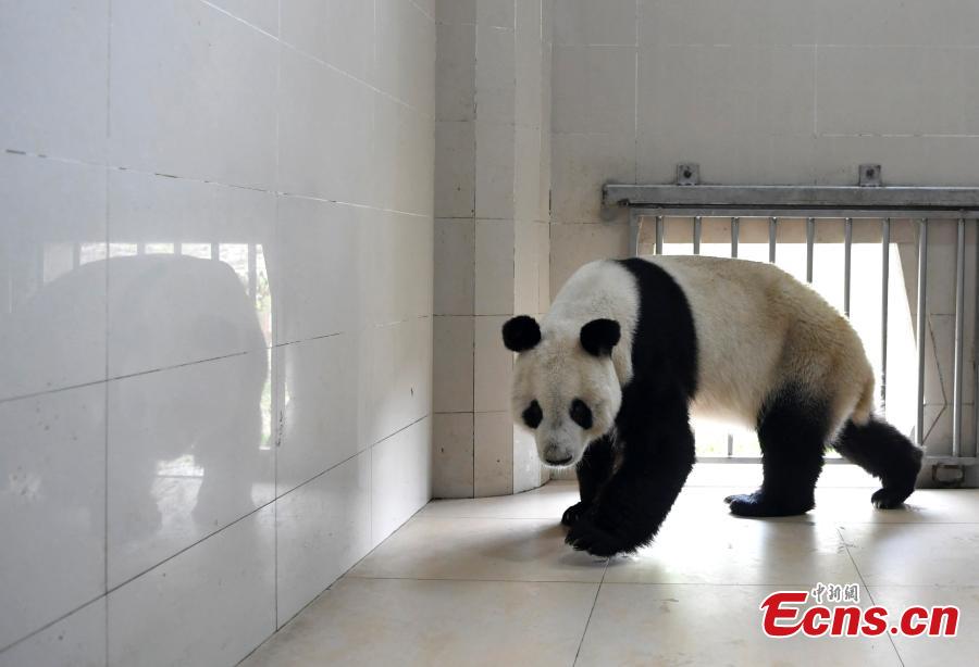 Giant panda Yuan Yuan, 20, is transported from the Shenshuping base of the China Conservation and Research Center for the Giant Panda to the Shuangliu International Airport on its way to Austria for a four-year collaborative research project, April 15, 2019. (Photo: China News Service/An Yuan)
