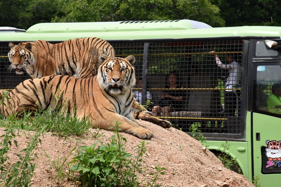 <?php echo strip_tags(addslashes(Visitors board a bus to watch tigers at the Siberian Tiger Park in Heilongjiang's capital, Harbin. (Photo/Xinhua)
<p>Siberian tiger (Harbin)

<p>SUVs rumble. Tigers roar. And people scream.

<p>It's feeding time at the world's largest breeding base for one of the world's most endangered predators.

<p>SUVs clad in caging veer through a sea of stripes at the Siberian Tiger Park in Heilongjiang's capital, Harbin. The cats recognize that these are their food wagons and give chase.

<p>A vehicle's door bursts open. A chicken is whipped into the air. And the tigers pounce, detonating flashes of feathers and fur.

<p>The big cats chow down, sometimes while perched atop the SUVs.

<p>Visitors watch aboard buses that steer through the fenced-in fields the tigers call home.

<p>The park hosts about 600 tigers belonging to various subspecies, but the Siberian variety is certainly the most iconic.

<p>The fierce felids live in captivity. But visitors will discover exploring the park is a wild experience, nonetheless.)) ?>