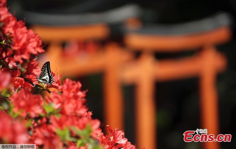 Photo shows a butterfly standing on azalea flowers at Nezu Shrine, Tokyo, April 16, 2019. (Photo/Agencies)