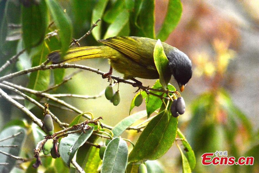 A collared finchbill standing on a branch searches for its food on the Huangshan Mountain, East China\'s Anhui Province, April 14, 2019.   (Photo/China News Service)