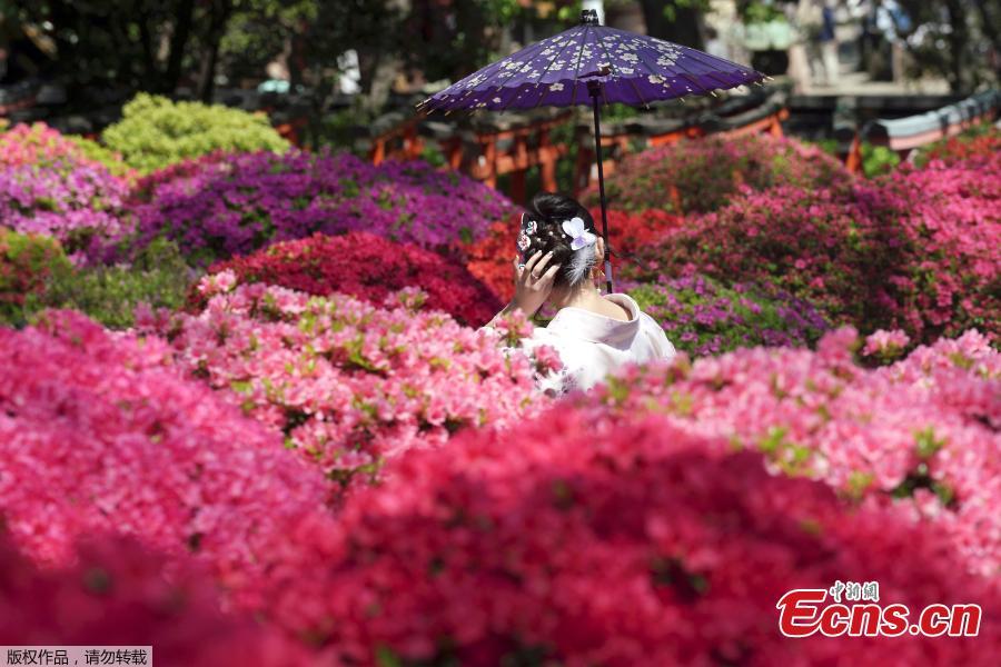 <?php echo strip_tags(addslashes(Photo shows a girl in kimono taking photos in azalea blossoms at Nezu Shrine, Tokyo, April 16, 2019. (Photo/Agencies)

<p>Over 3,000 flowers and 100 varieties of Azalea (a genus of Rhododendron) that bloom from early April until early May.)) ?>