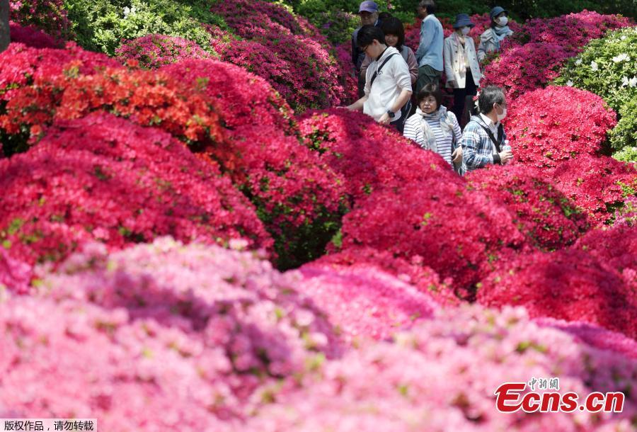 <?php echo strip_tags(addslashes(Photo shows visitors walking through azalea blossoms at Nezu Shrine, Tokyo, April 16, 2019. (Photo/Agencies))) ?>
