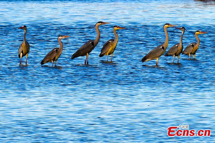 Wild birds including grey heron, a long-legged predatory wading bird, are seen in the Guhai ecological park in the suburbs of Karamay City, Northwest China\'s Xinjiang Uygur Autonomous Region, April 17, 2019. Thanks to increased efforts in ecological conservation, the park and Fengqi Lake are attracting many rare birds that are stopping to refuel during their migration. (Photo: China News Service/Min Yong)