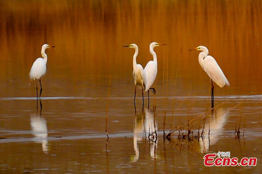 Wild birds including grey heron, a long-legged predatory wading bird, are seen in the Guhai ecological park in the suburbs of Karamay City, Northwest China\'s Xinjiang Uygur Autonomous Region, April 17, 2019. Thanks to increased efforts in ecological conservation, the park and Fengqi Lake are attracting many rare birds that are stopping to refuel during their migration. (Photo: China News Service/Min Yong)