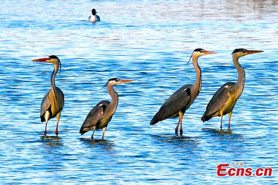Wild birds including grey heron, a long-legged predatory wading bird, are seen in the Guhai ecological park in the suburbs of Karamay City, Northwest China\'s Xinjiang Uygur Autonomous Region, April 17, 2019. Thanks to increased efforts in ecological conservation, the park and Fengqi Lake are attracting many rare birds that are stopping to refuel during their migration. (Photo: China News Service/Min Yong)