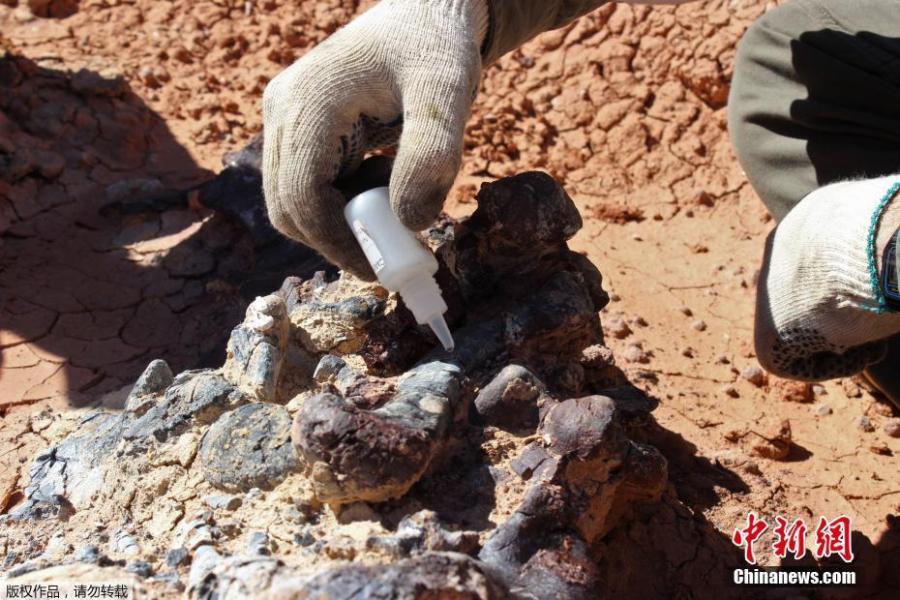 Photo taken on April 10, 2019 shows a 220-million-year-old dinosaur cemetery discovered in western Argentina, with remains of a dozen animals. (Photo/Agencies)