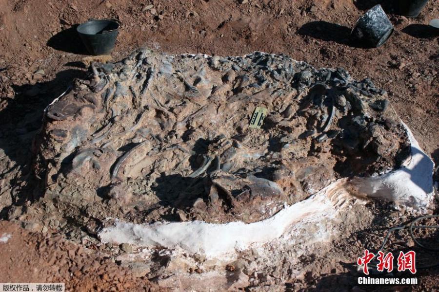 Photo taken on April 10, 2019 shows a 220-million-year-old dinosaur cemetery discovered in western Argentina, with remains of a dozen animals. (Photo/Agencies)

There are almost ten different individuals. According to the scientist of the Institute and Museum of Natural Sciences of the University of San Juan, “these fossils belong to the Ischigualasto basin, which corresponds to 220 million years, an era of which little is known about the fauna”.
