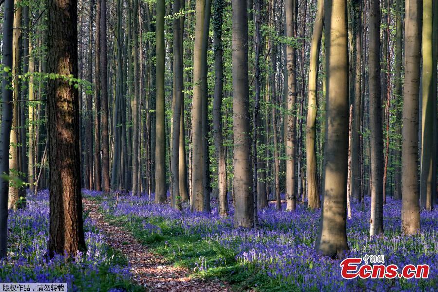 <?php echo strip_tags(addslashes(Photo taken on April 18, 2019 shows wild bluebells in the Hallerbos, near Brussels, Belgium. The Hallerbos is also known as 