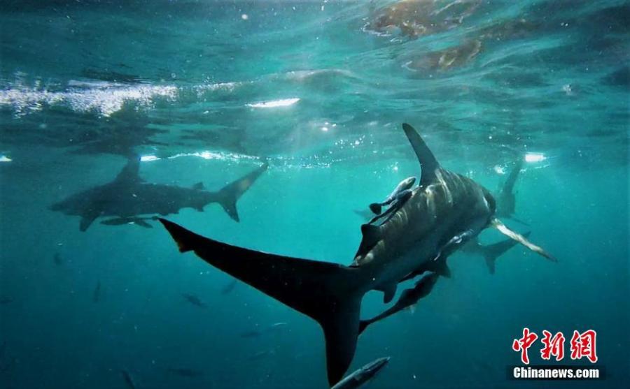 Photo shows sharks swimming in the Ocean.  (Photo/IC)