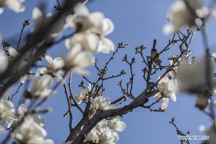 Photo taken on April 18, 2019 shows magnolia flowers at the Shenyang Palace Museum in Shenyang, northeast China\'s Liaoning Province. (Xinhua/Pan Yulong)