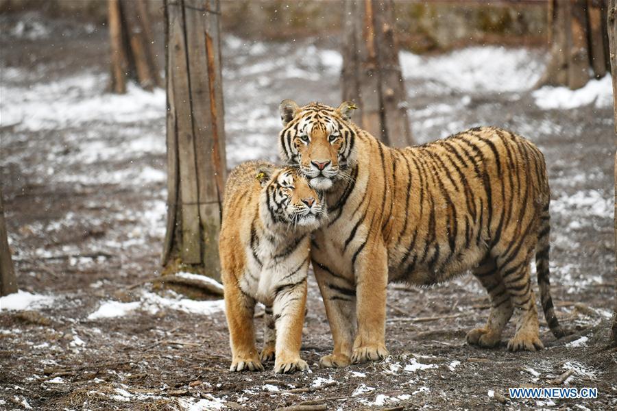 <?php echo strip_tags(addslashes(Two Siberian tigers socialize with one another at a tiger park as snow falls in Hailin, northeast China's Heilongjiang Province, April 18, 2019. (Xinhua/Wang Jianwei))) ?>