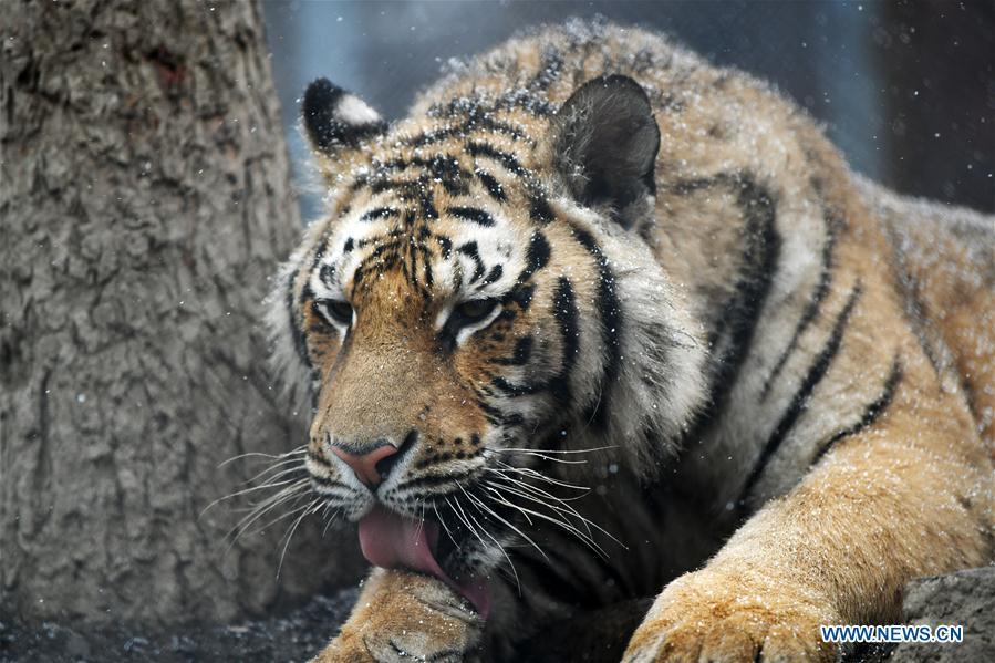 <?php echo strip_tags(addslashes(A Siberian tiger takes a rest at a tiger park as snow falls in Hailin, northeast China's Heilongjiang Province, April 18, 2019. (Xinhua/Wang Jianwei))) ?>