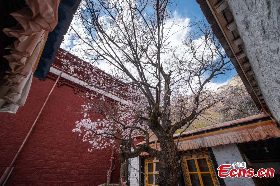 Photo shows scenery of peach blossoms beside the Phabongkha Monastery in northern suburbs of Lhasa, capital city of southwest China\'s Tibet, April 18, 2019. (Photo/China News Serice)