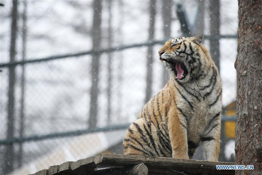 <?php echo strip_tags(addslashes(A Siberian tiger yawns at a tiger park as snow falls in Hailin, northeast China's Heilongjiang Province, April 18, 2019. (Xinhua/Wang Jianwei))) ?>