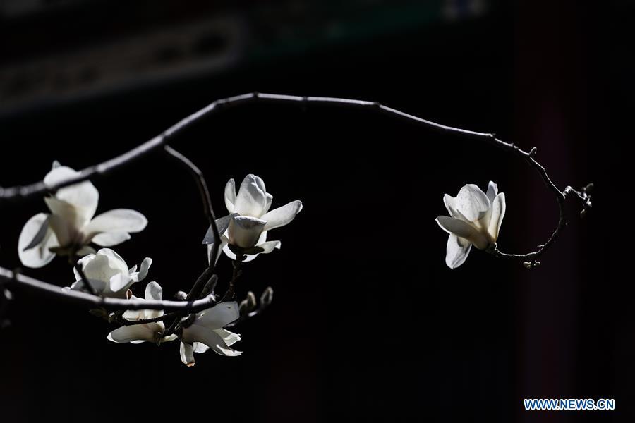Photo taken on April 18, 2019 shows magnolia flowers at the Shenyang Palace Museum in Shenyang, northeast China\'s Liaoning Province. (Xinhua/Pan Yulong)
