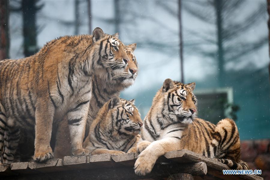 <?php echo strip_tags(addslashes(Siberian tigers look around at a tiger park as snow falls in Hailin, northeast China's Heilongjiang Province, April 18, 2019. (Xinhua/Wang Jianwei))) ?>