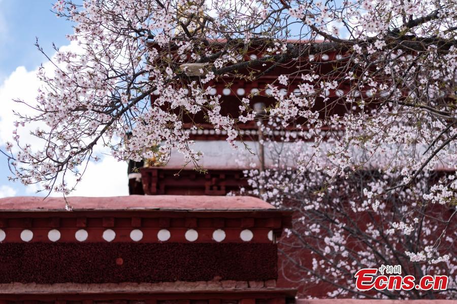 Photo shows scenery of peach blossoms beside the Phabongkha Monastery in northern suburbs of Lhasa, capital city of southwest China\'s Tibet, April 18, 2019. (Photo/China News Serice)