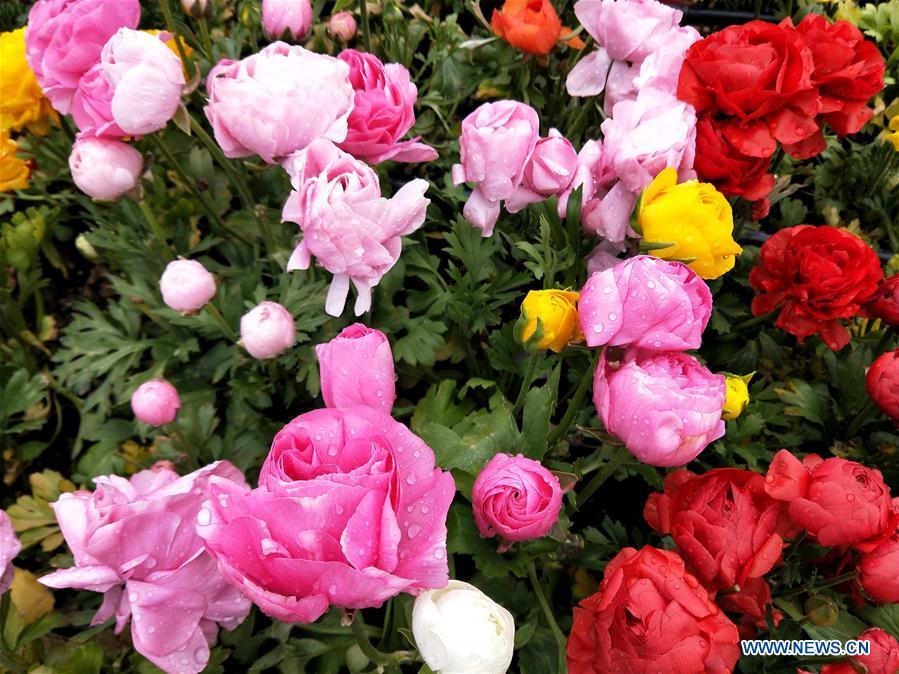 Photo taken with a mobile phone shows blooming flowers at the 2019 Beijing International Horticultural Exhibition (Expo 2019 Beijing) venue during a trial run in Yanqing District of Beijing, capital of China, April 20, 2019. Beijing on Saturday held a trial opening of the site for the upcoming 2019 Beijing International Horticultural Exhibition to test the reception capacity of the event. About 60,000 people visited the 503-hectare expo site Saturday. (Xinhua/Wei Mengjia)