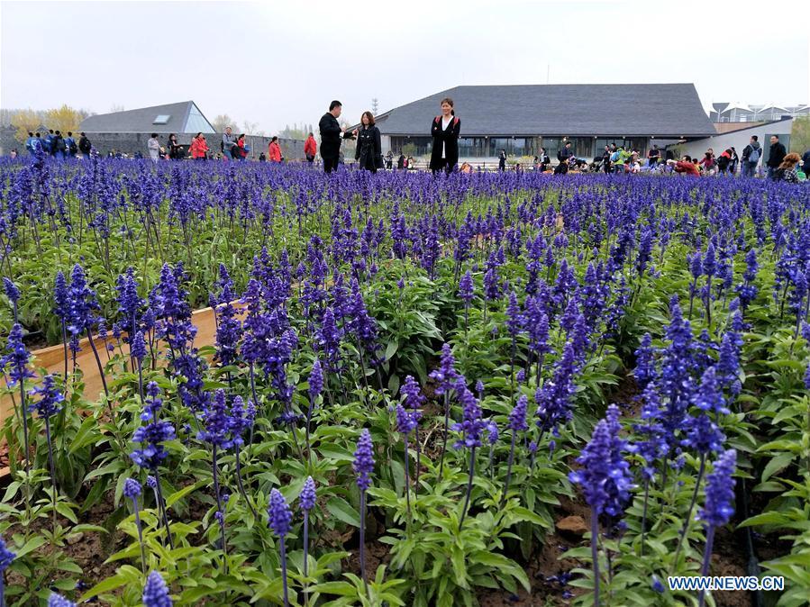 Photo taken with a mobile phone shows people visiting the 2019 Beijing International Horticultural Exhibition (Expo 2019 Beijing) venue during a trial run in Yanqing District of Beijing, capital of China, April 20, 2019. Beijing on Saturday held a trial opening of the site for the upcoming 2019 Beijing International Horticultural Exhibition to test the reception capacity of the event. About 60,000 people visited the 503-hectare expo site Saturday. (Xinhua/Wei Mengjia)
