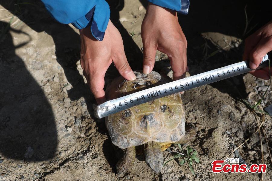 <?php echo strip_tags(addslashes(A Central Asian tortoise is found at Ebi Lake wetland natural reserve, in Northwest China's Xinjiang Uygur Autonomous Region, April 23, 2019. The tortoise was about 30 years old. The species is endemic to Central Asia, and in China, it's found only in the autonomous region's Huocheng County, placed under first-class wildlife protection. (Photo: China News Service/Shen Zhijun))) ?>