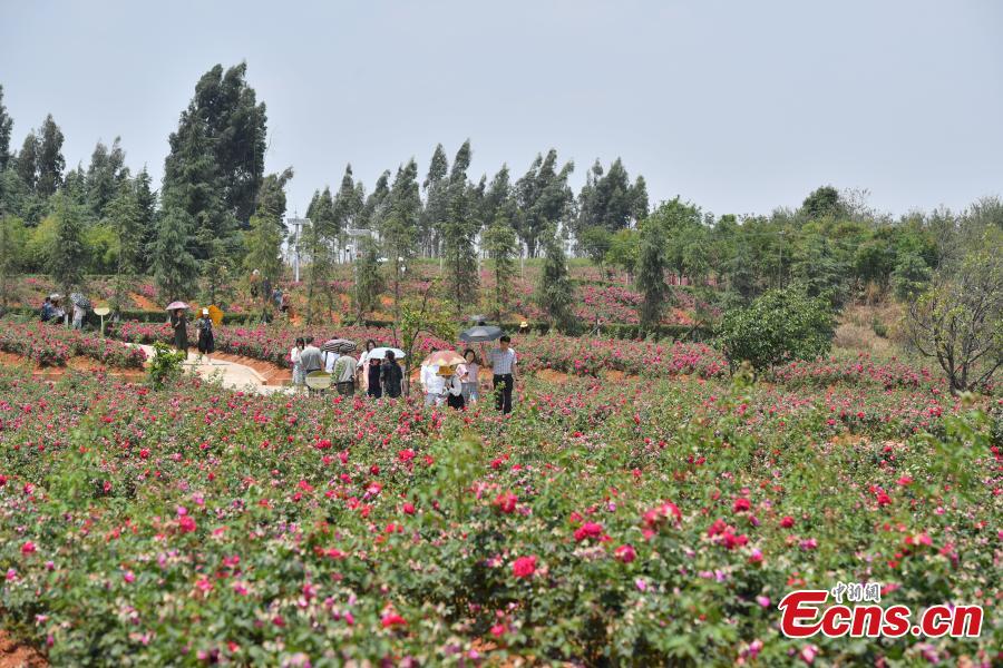 <?php echo strip_tags(addslashes(Edible roses at Yunnan University Chenggong campus. About 2.7 hectares of edible roses on the campus have become a popular attraction as well as a source of dessert ingredients. (Photo: China News Service/Liu Ranyang))) ?>