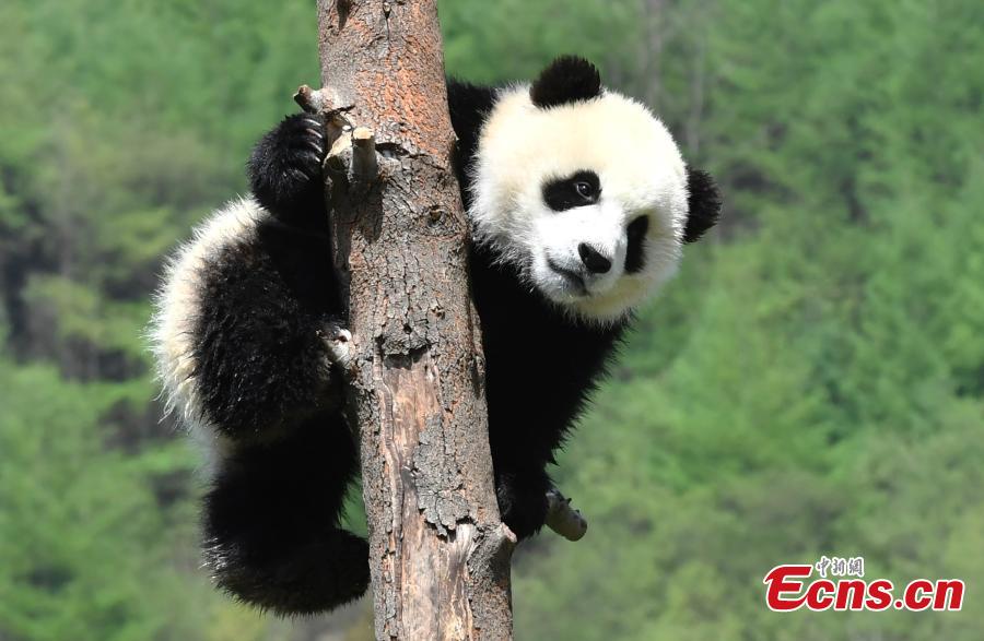 <?php echo strip_tags(addslashes(Eleven giant pandas born in 2018 enjoy the sunshine at the Shenshuping giant panda protection base of Wolong National Nature Reserve in Gengda Township, Southwest China's Sichuan Province, April 23, 2019. (Photo: China News Service/An Yuan))) ?>