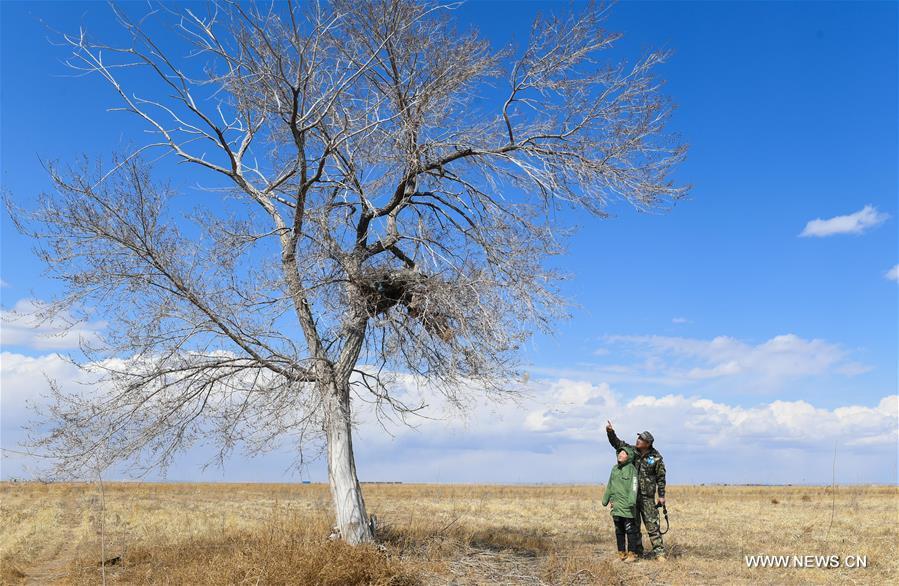 <?php echo strip_tags(addslashes(Shuanglong, a man of Mongolian ethnic group, and his son look at a newly-built nest of upland buzzard on their way to the Hulun Lake in New Barag Right Banner of the Hulun Buir City, north China's Inner Mongolia Autonomous Region, April 13, 2019. Shuanglong, a volunteer born in the 1980s, has been dedicated to protecting wildlife inhabiting along the Hulun Lake over the past ten years. Over 40 endangered animals have been saved through his efforts. Shuanglong has organized various activities including photo exhibitions and lectures, as a way to raise awareness of wildlife protection among the public. Affected by Shuanglong, some volunteers also joined him to protect wildlife along the Hulun Lake. (Xinhua/Peng Yuan))) ?>