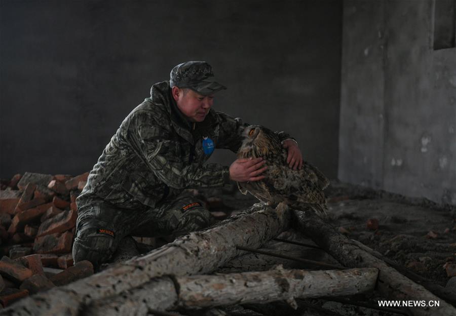 Shuanglong, a man of Mongolian ethnic group, takes an eagle owl for training before releasing it into the wild at the storeroom of his home in New Barag Right Banner of the Hulun Buir City, north China\'s Inner Mongolia Autonomous Region, April 13, 2019. Shuanglong, a volunteer born in the 1980s, has been dedicated to protecting wildlife inhabiting along the Hulun Lake over the past ten years. Over 40 endangered animals have been saved through his efforts. Shuanglong has organized various activities including photo exhibitions and lectures, as a way to raise awareness of wildlife protection among the public. Affected by Shuanglong, some volunteers also joined him to protect wildlife along the Hulun Lake. (Xinhua/Peng Yuan)