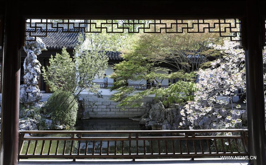 Photo taken on April 23, 2019 shows the spring scenery in the Chinese Scholar\'s Garden on Staten Island, New York, the United States. (Xinhua/Wang Ying)