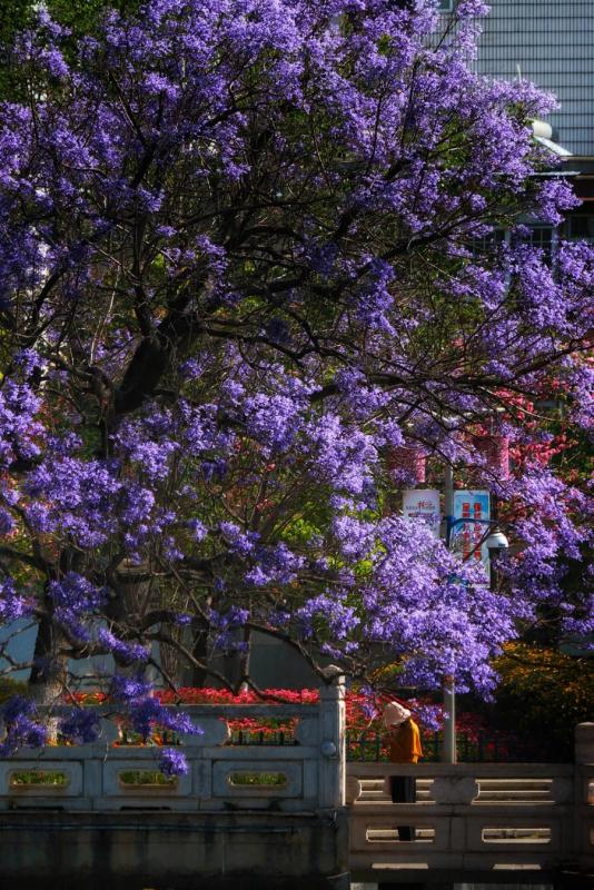 Blooming blue jacaranda attracts tourists nationwide, who pour into Kunming city in Southwest China\'s Yunnan Province every April.  (Photo provided to chinadaily.com.cn)